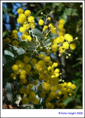 Wattle 052.jpg