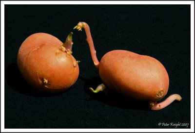 Nov 15 Mutant spud attacks.jpg