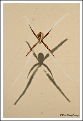 St Andrews Cross spider 0329_w.jpg