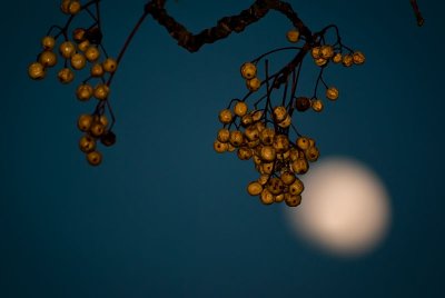 Berries And Moon