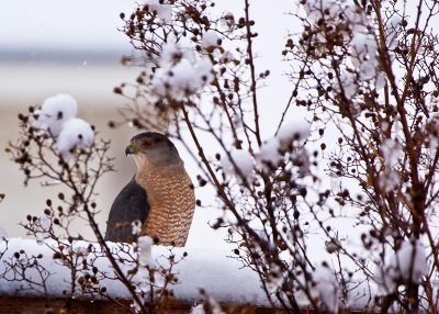 Winter Hawk