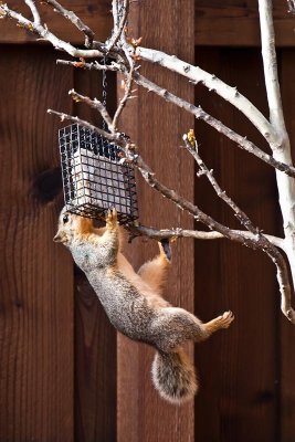 Get The Suet Out