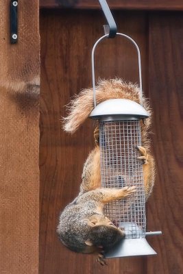 Working For His Dinner