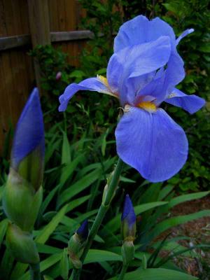 Iris in Bloom