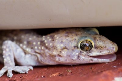Hemidactylus Turcicus