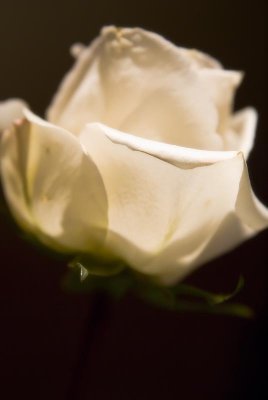 White Rose