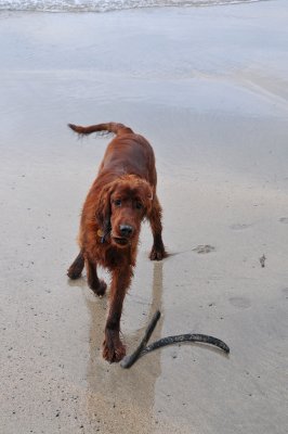 Beach Find