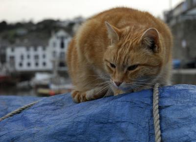 Harbour Cat