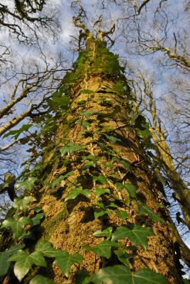 Ivy and Moss