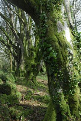 Beech Woods