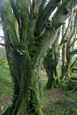 Dancing Trees