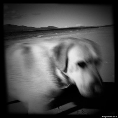 Holga the dog