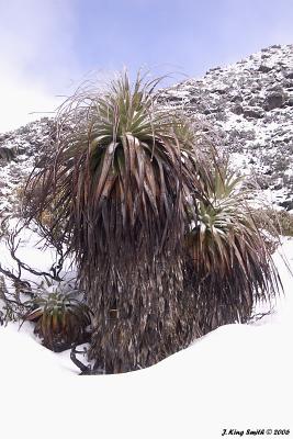 Snow bound Pandani