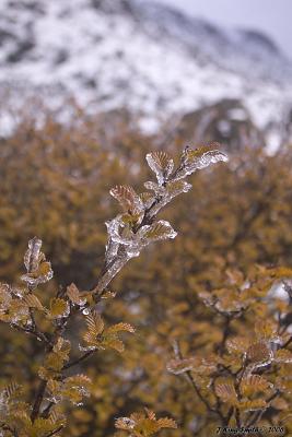 Fagus leaves tipped in ice