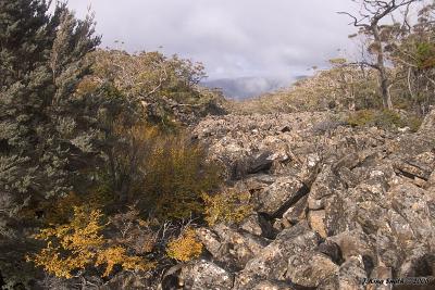 Fagus on scree slope