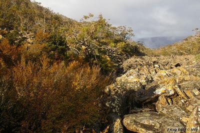 Fagus on scree slope #3