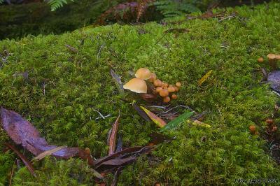 Mushroom bed