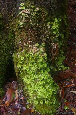 Moss covered trunk
