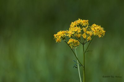 Butterweed