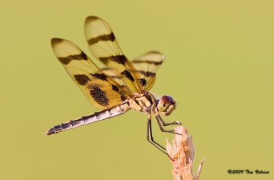 Halloween Pennant