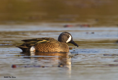 Blue-winged Teal