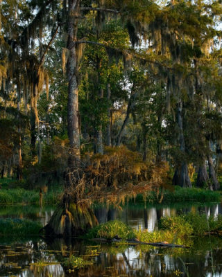 Afternoon at Lake Martin