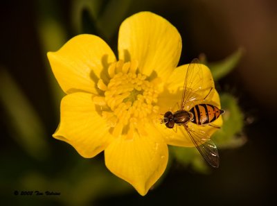 Hover Fly on a Bulbous Buttercup