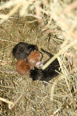 kittens517.jpg