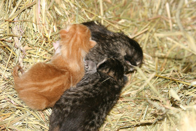 kittens518.jpg