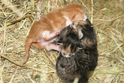 kittens520.jpg