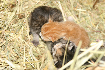 kittens521.jpg