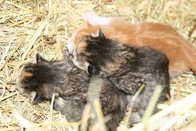 kittens522.jpg