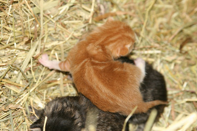 kittens523.jpg