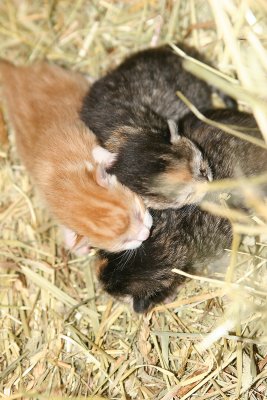 kittens524.jpg