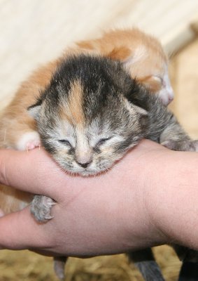 Barn Kittens