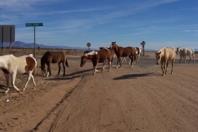 Wild Horses in Nevada Desert