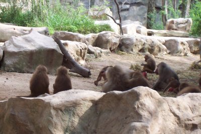 Monkeys in Singapore Zoo