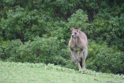 Big Kangaroo