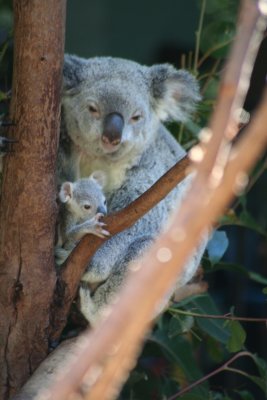 Koala & baby.