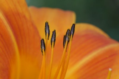 Day Lily