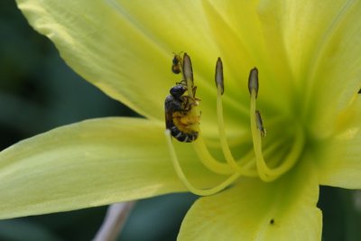 Day Lily With Bees
