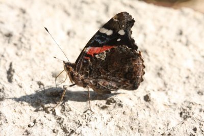 Red Admiral