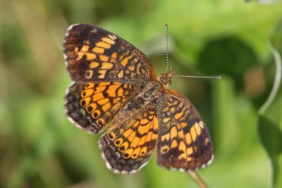 Pearl Crescent