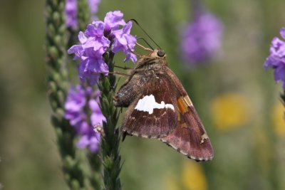 Silver Spotted Skipper