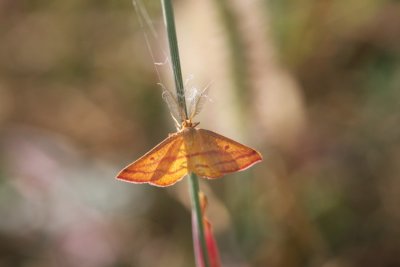 Chickweed Geometer Moth