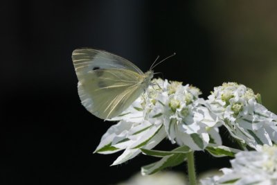 Cabbage White