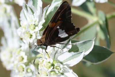 Silver Spotted Skipper