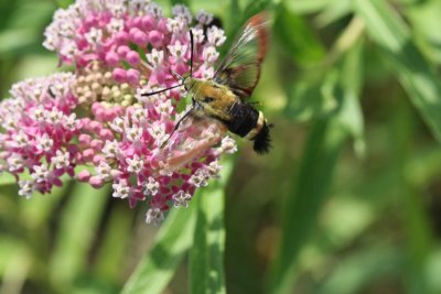 Snowberry Clearwing Moth