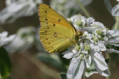 Clouded (Common) Sulphur