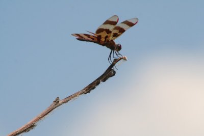 Halloween Pennant